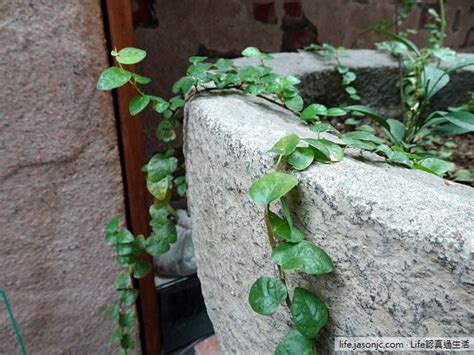 薜荔風水|植物的力量（2）：（兩個月電費只要一千多）「薜荔」降溫西晒牆